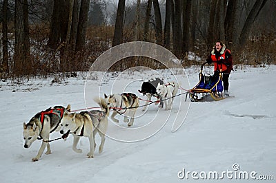 Siberian Husky Dogsledding Editorial Stock Photo