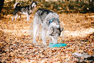 Siberian Husky drinks water Stock Photo