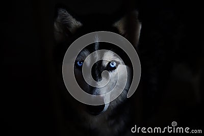 Siberian husky Stock Photo