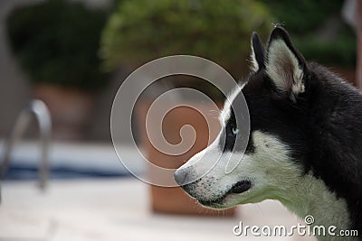 Siberian husky face Stock Photo