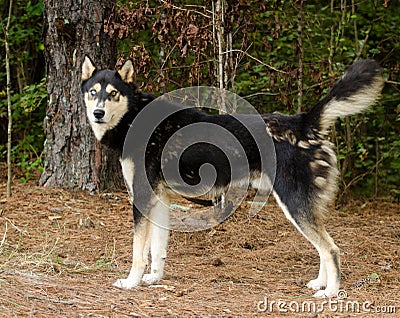 Siberian Husky German Shepherd mixed breed dog Stock Photo