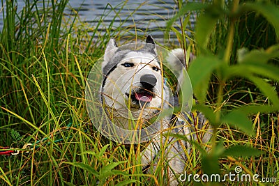 Siberian Husky hid in the reeds Stock Photo