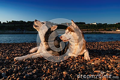 Siberian husky howling. Husky dogs lie side by side on shore on sunny summer evening. Black and white husky howling raised muzzle. Stock Photo