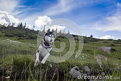 The Siberian Husky jumping over the river, dog which combines power, speed and endurance Stock Photo