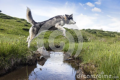 The Siberian Husky jumping over the river, dog which combines power, speed and endurance Stock Photo