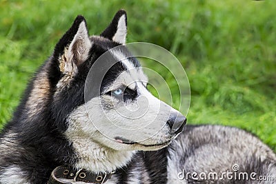 Siberian husky laying on green grass in the clear day. Husky puppy resting on the green grass Stock Photo