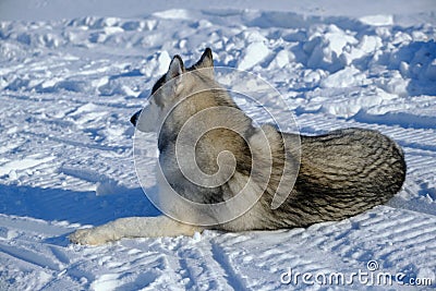 Siberian husky lies on snow with its back to camera Stock Photo