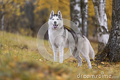 Siberian husky Stock Photo