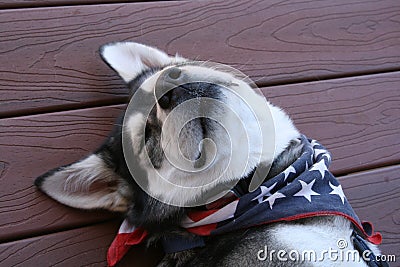 Siberian Husky with Patriotic Scarf Stock Photo