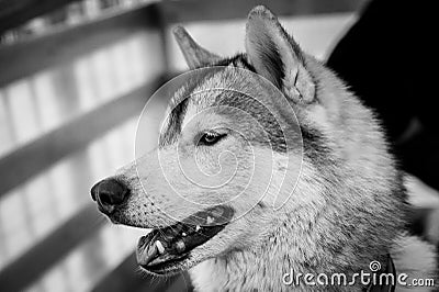 Siberian husky portrait in monochrome Stock Photo