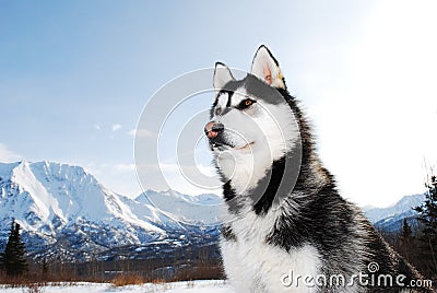 Siberian Husky posing Stock Photo