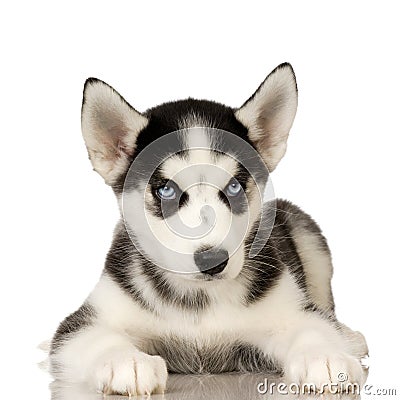 Siberian Husky puppy Stock Photo
