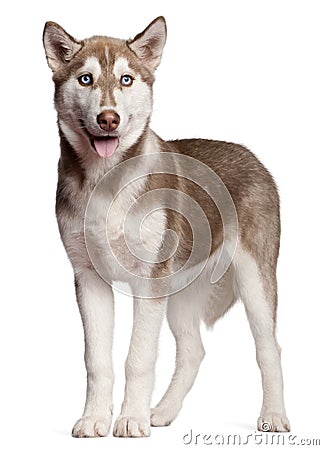 Siberian Husky puppy, 4 months old, standing Stock Photo