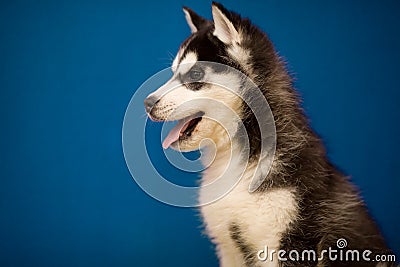 Siberian Husky puppy on blue Stock Photo