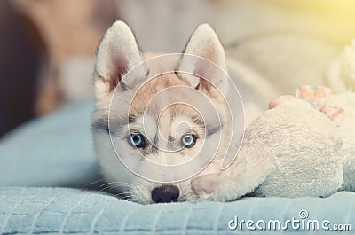 Siberian husky puppy with blue eyes purebred laying on the bed w Stock Photo