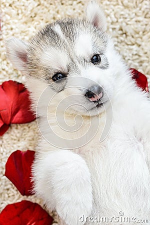 Siberian husky puppy with blue eyes Stock Photo