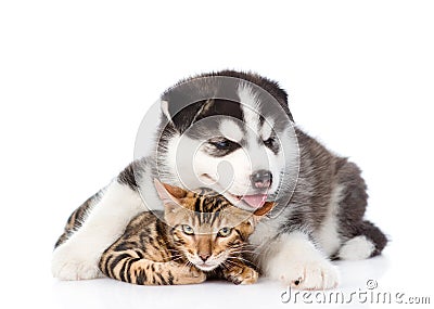 Siberian Husky puppy hugs bengal kitten. isolated on white background Stock Photo