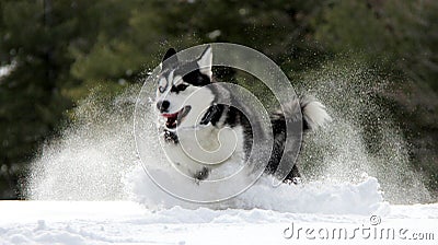 Siberian Husky Stock Photo