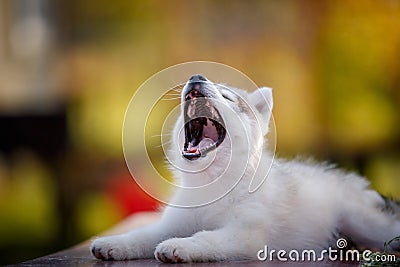 Siberian Husky Puppy yawns Stock Photo