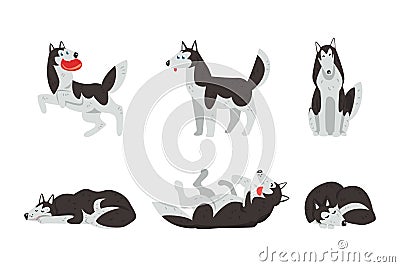 Siberian Husky Purebred Pet in Different Poses Vector Set Vector Illustration