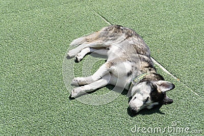 on the grass.,Dog sleeping on the grass floor with copy space for text., animal concept Stock Photo