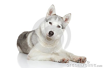 Siberian Husky resting Stock Photo