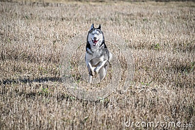 Siberian husky running on the spring field. Stock Photo