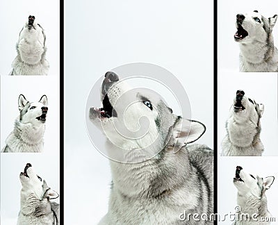 Siberian husky sings Stock Photo