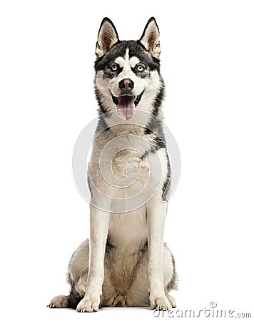 Siberian Husky sitting Stock Photo