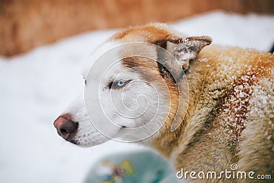 Siberian Husky in the snow Stock Photo