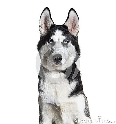 Siberian husky wearing a collar, isolated on white Stock Photo