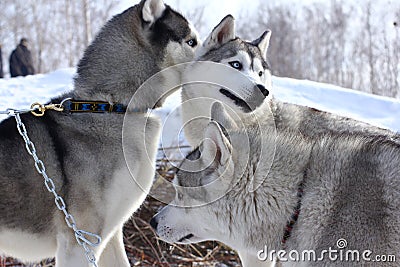 Siberian husky at winter. Stock Photo