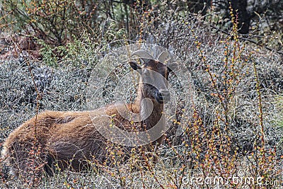 Siberian ibex standing in bushes on a mountainside of Himalayas Stock Photo