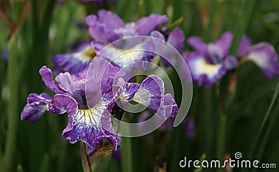 Siberian Iris `How Audacious` Stock Photo