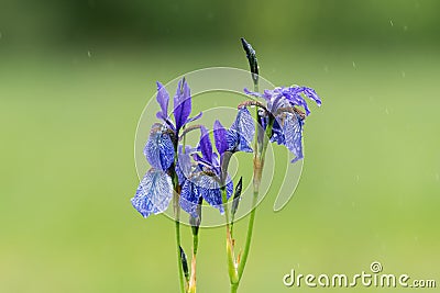 A Siberian Iris on a rainy day in summer Stock Photo