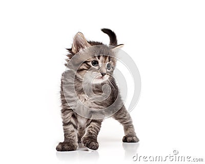 Siberian kitten Stock Photo
