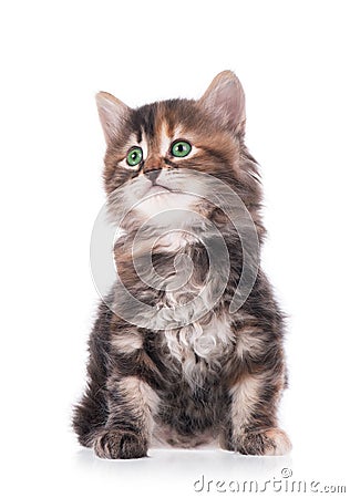 Siberian kitten Stock Photo