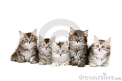 Siberian kittens Stock Photo