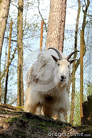 Siberian mountain goat Stock Photo