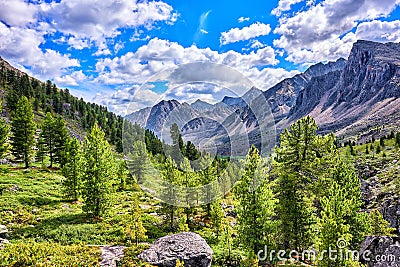 Siberian mountain rare woods Stock Photo