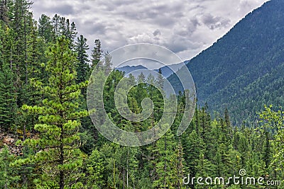 Siberian mountain taiga. Dense dark coniferous forest Stock Photo