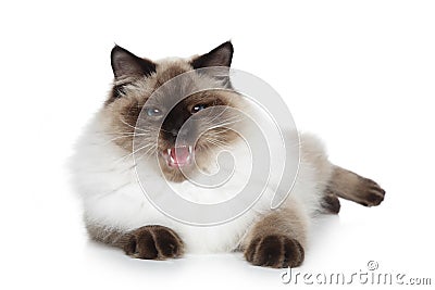 Siberian neva masquerade cat Stock Photo