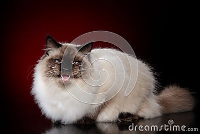 Siberian neva masquerade cat hissing Stock Photo