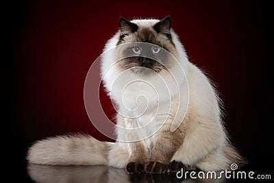 Siberian Neva masquerade cat Stock Photo