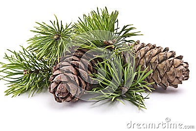 Siberian pine cone with branch Stock Photo