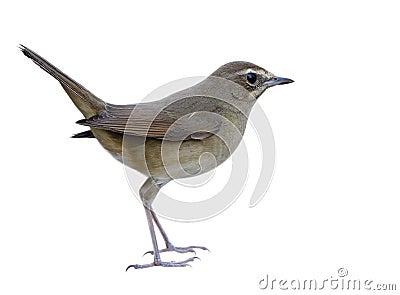 Siberian rubythroat (Calliope calliope) lovely brown bird with white eyebrow isolated on white background Stock Photo