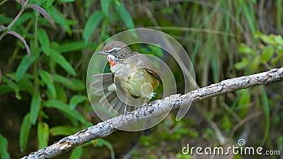 Siberian Rubythroat Stock Photo