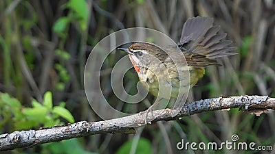 Siberian Rubythroat Stock Photo