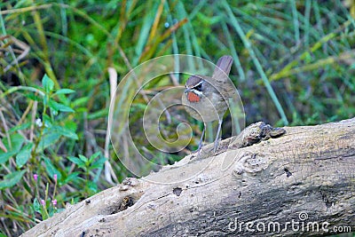 Siberian Rubythroat Stock Photo