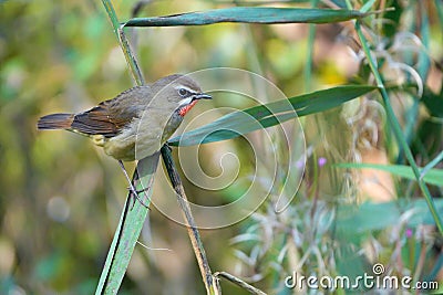 Siberian Rubythroat Stock Photo